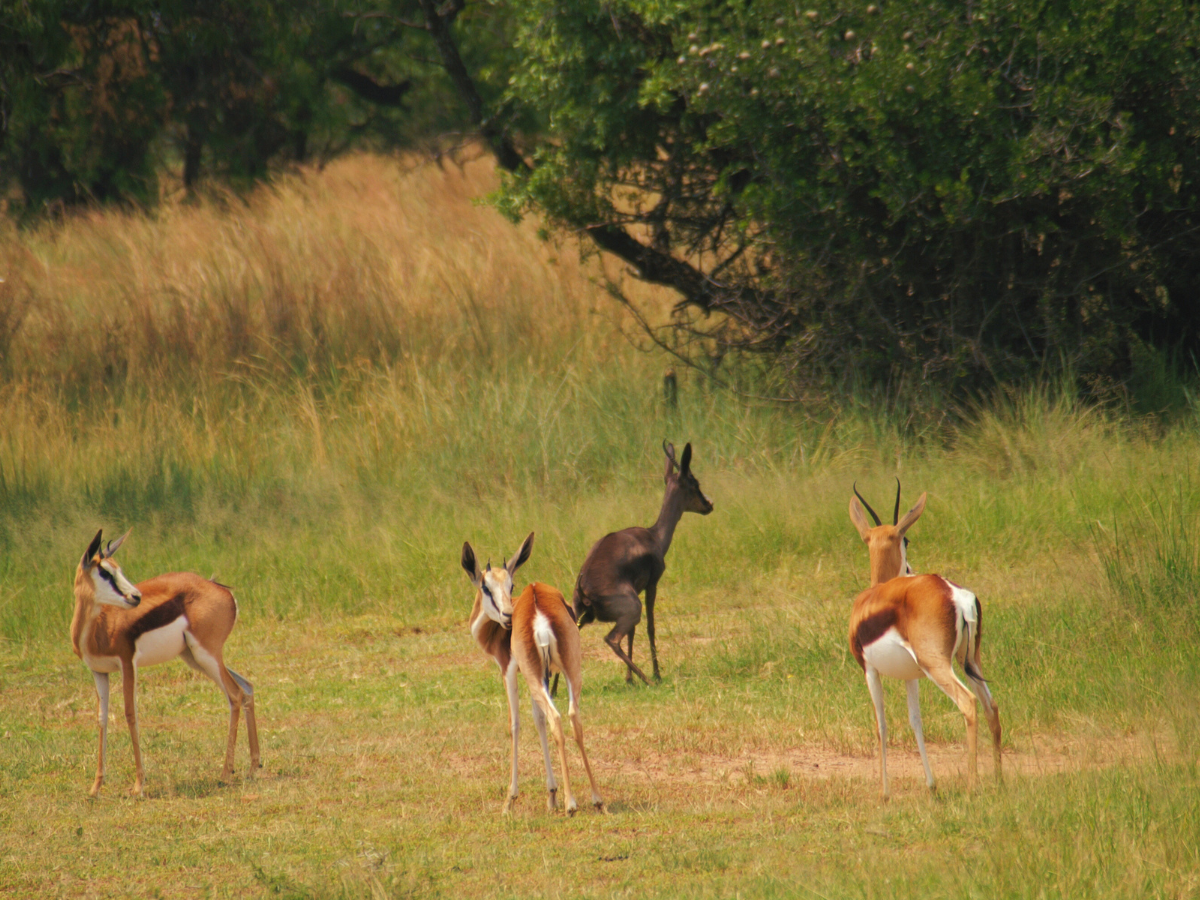 Sun Acres farm Springbok on the farm